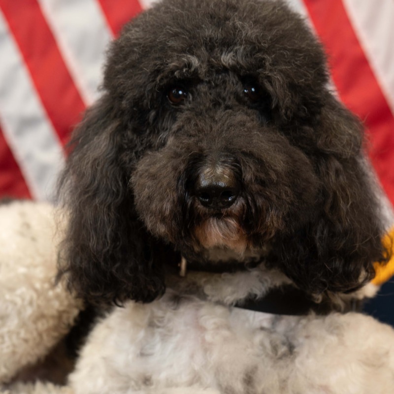 Domino, Police Department